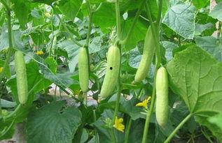 新黄瓜最新爆料新闻,揭秘神秘背后故事,带你走进黄瓜世界 第1张 新黄瓜最新爆料新闻,揭秘神秘背后故事,带你走进黄瓜世界 第1张